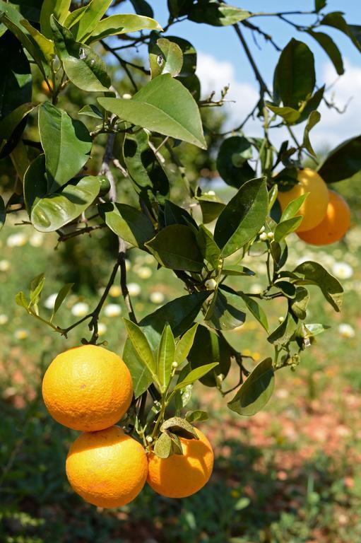 Agroturismo Sa Pletassa Феланитс Екстериор снимка